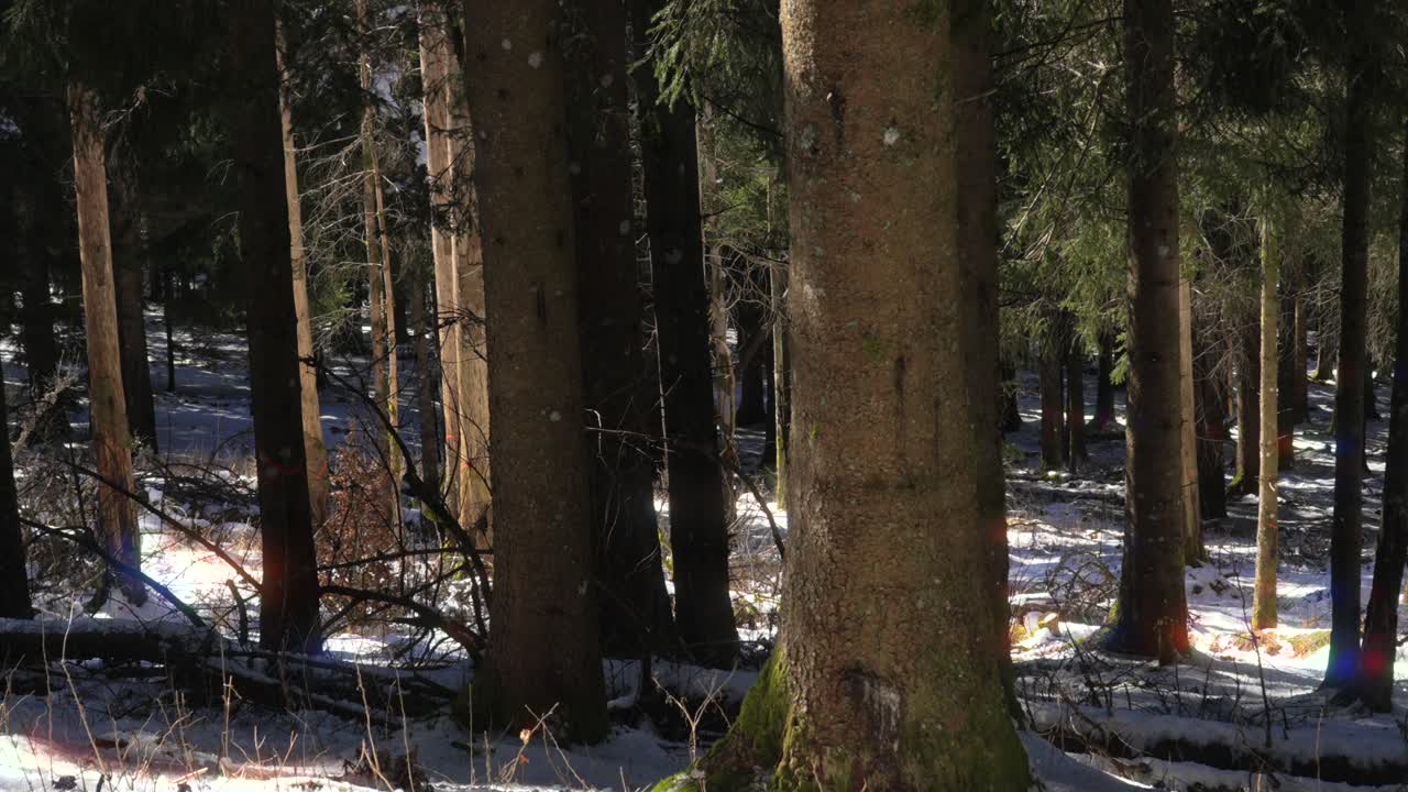 Evergreen spruce tree dense forest trunks nature pine fir conifer winter landscape