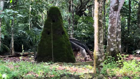 Giant-Anteater-Walking-Among-The-Trees-In-The-Jungle