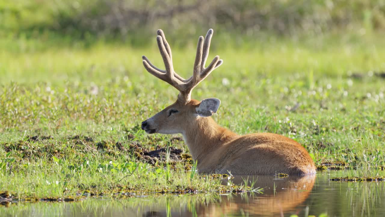 A Marsh Deer resting half submerged in water in the Iber&aacute; Wetlands in Corrientes, Argentina