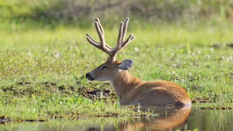 A-Marsh-Deer-resting-half-submerged-in-water-in-the-Iberá-Wetlands-in-Corrientes,-Argentina