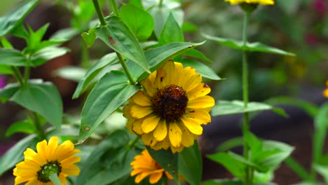 girasoles en el campo. primer plano de girasoles