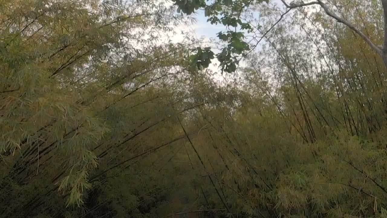 dji mavic air를 사용하여 대나무 대성당 공개