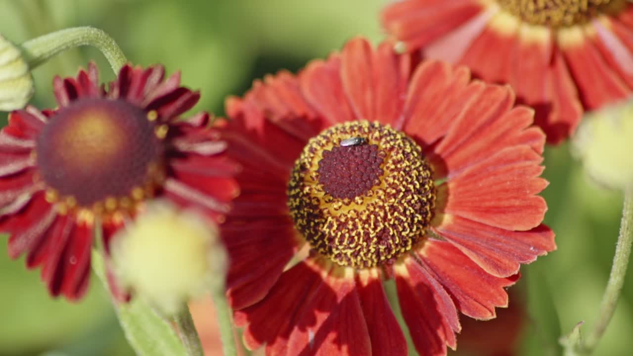 vista de cerca de una flor roja