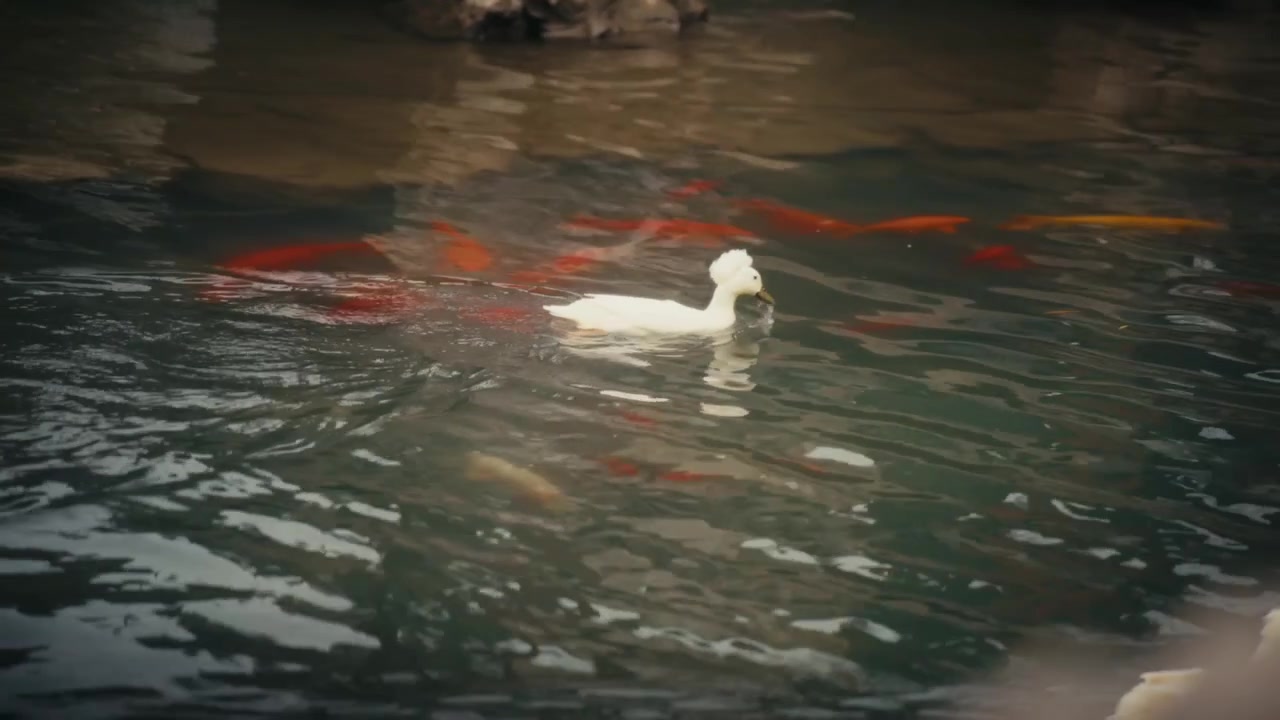 A white crested duck swims among orange and white koi fish in a rippling pond at Yuyuan Garden, Shanghai, with natural rock formations reflected in the water.