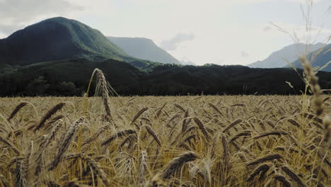 Gereifte-Reife-Gerste-Auf-Dem-Feld-Mit-Berglandschaft-Im-Hintergrund