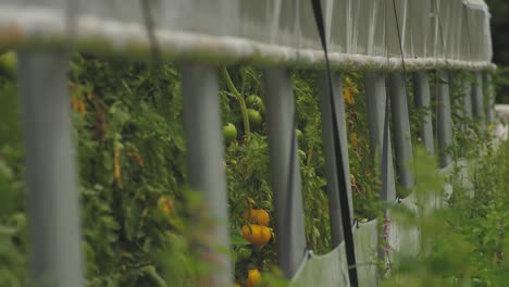 Tomaten-In-Verschiedenen-Farben-Mit-Verschiedenen-Arten-18