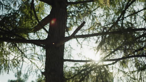 close-up of tree branches and leaves, sunlight filtering through creating beautiful effects, highlighting vibrant greens and creating a red hue in sunlight