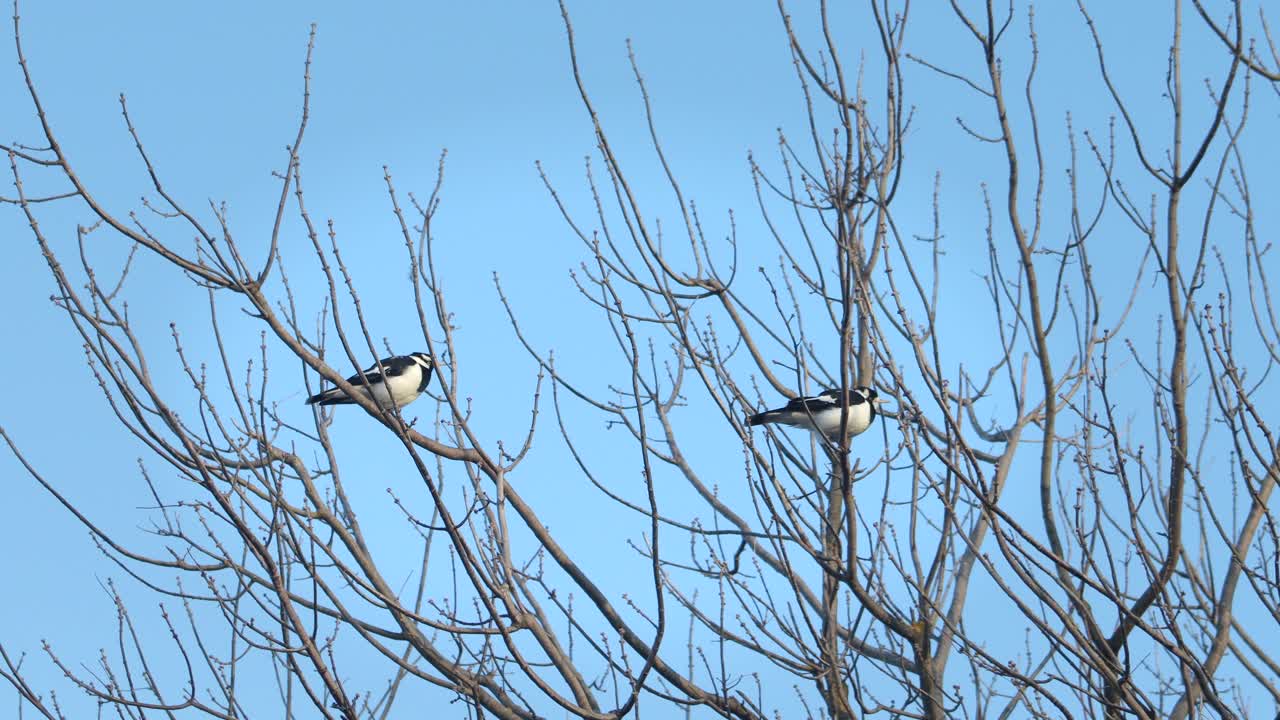 Two birds perched on a bare tree branch against a clear blue sky