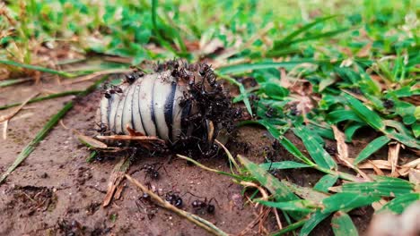 grupo de hormigas hambrientas atacan y suben insectos muertos en el desierto