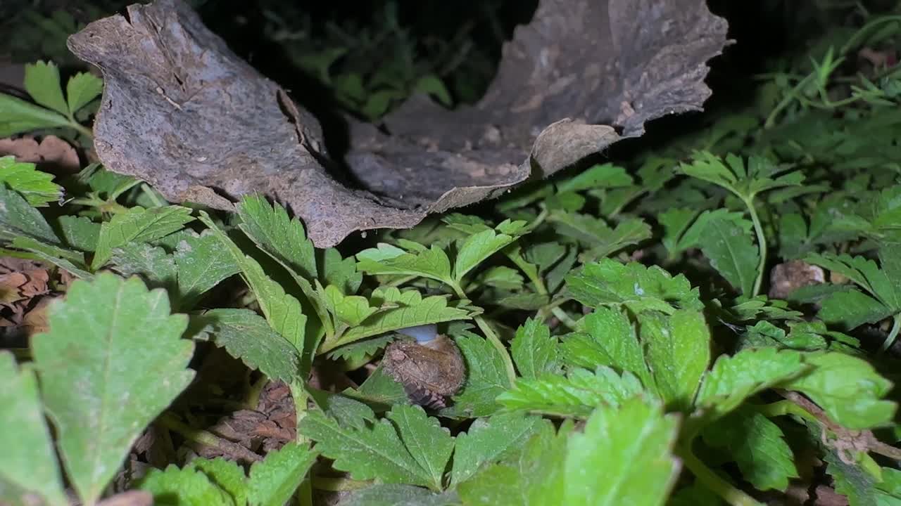 firefly diet feeding in Hyrcanian forest tree leaves green summer spring season nocturnal animal insect snail fight larvae in nature background bug dark entomology glowworm macro nature night wildlife