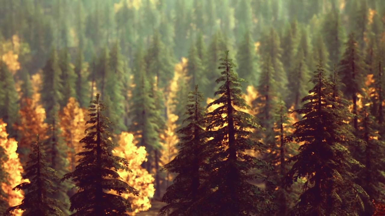 Bright rays flow through tall pine trees illuminating peaceful nature scene