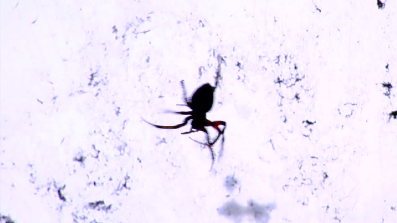 웹에 검은 과부 거미