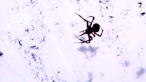 a black widow spider in its web