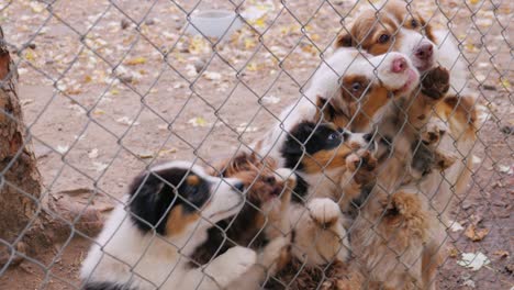 many dogs in the kennel grab pieces of food through the mesh. feeding of animals hands