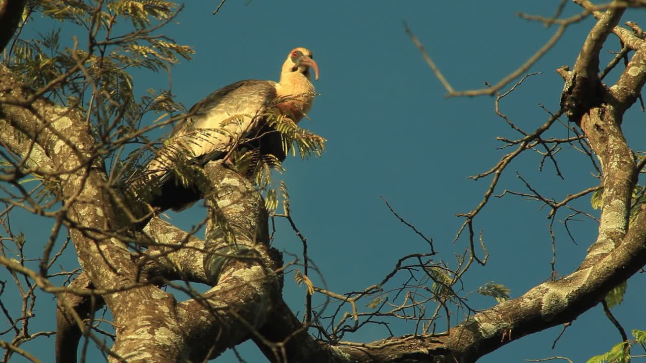 Buff-necked Ibis Resting On The Bare Tree - low angle