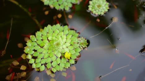 4k shot of beautiful special species of geometric water lilies leaf floating in pond with small fish swimming under