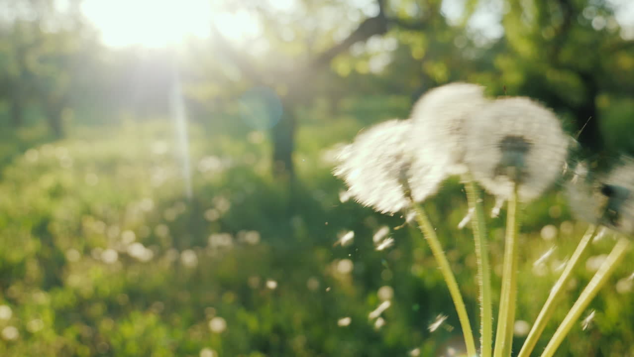 민들레와 놀다 씨앗이 바람에 날아 봄 개념을 즐기다
