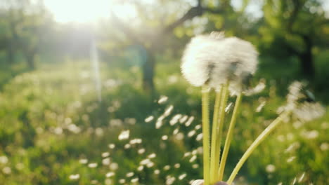 Mit-Löwenzahn-Spielen-Die-Samen-Fliegen-Im-Wind-Das-Frühlingskonzept-Genießen