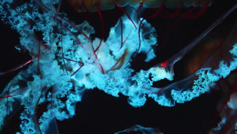 medusas que cambian de color brillan en el acuario oscuro