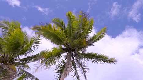 rodaje giratorio bajo palmeras con superposición rosada