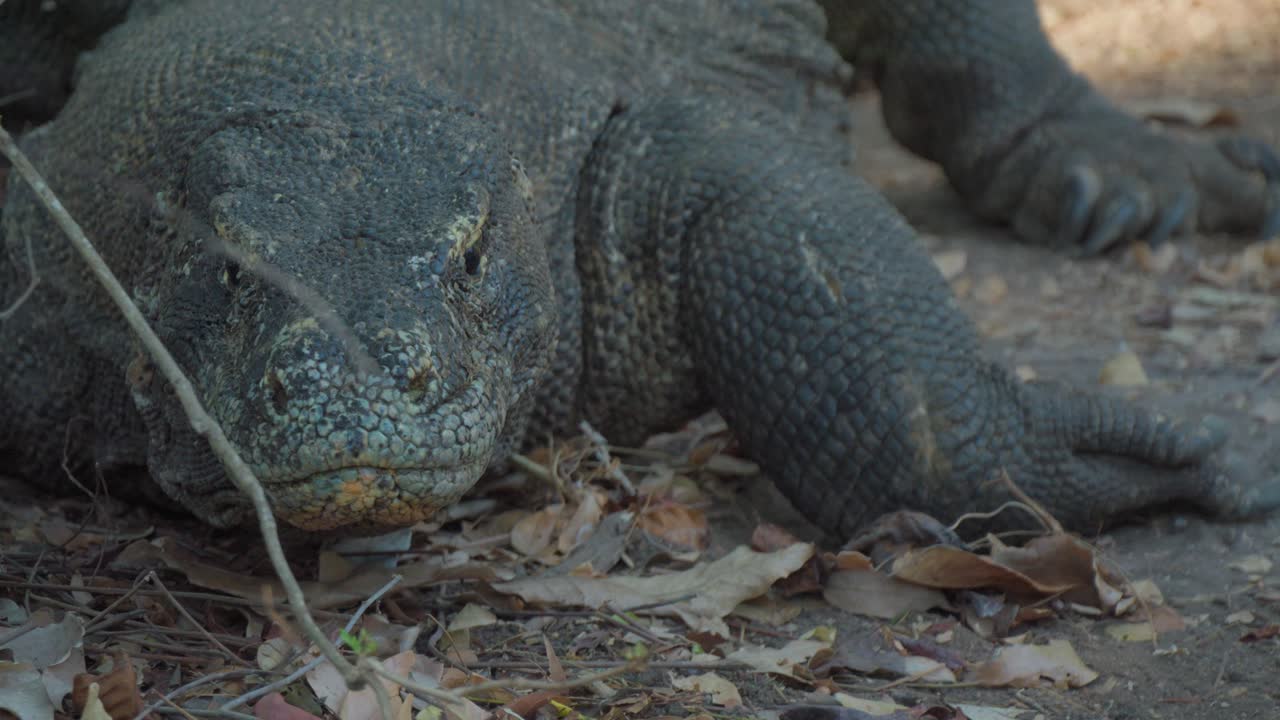 Komodowaran zischt und schleicht sich heimlich auf die Kamera zu