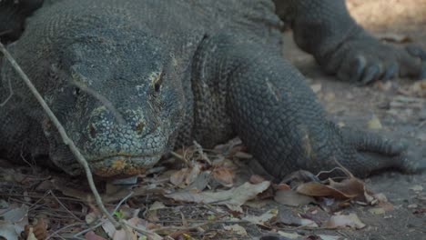 El-Dragón-De-Komodo-Silba-Y-Se-Arrastra-Sigilosamente-Hacia-La-Cámara.