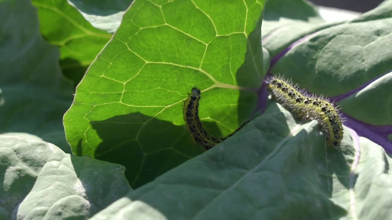 고추 잎에 있는 애벌레