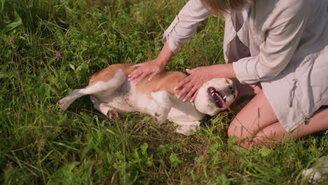 pet lover playfully rubs dog stomach while dog enjoys and wags tail in grassy field on sunny day, scene depicts carefree, joyful connection between dog and owner with lush green surroundings