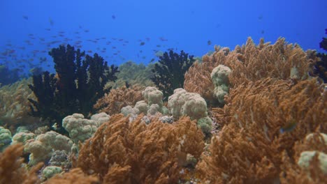la cámara se desliza a través de un arrecife de coral saludable y hermoso con corales duros y blandos, muchos peces tropicales y vivos