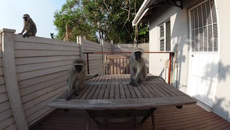 hungry wild grey vervet monkeys eating food on an outside table in a residential area in south africa