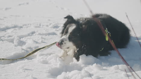 tagliare il cane nero sdraiato nella neve