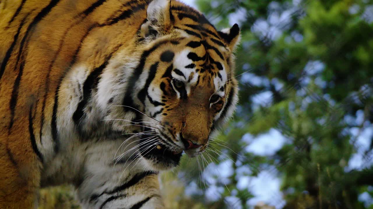 Slowmotion close-up shot of an endangered tiger walking through the wilderness