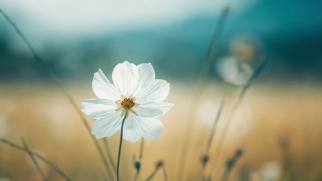 white cosmos flower blooming in a meadow during a summer day, with blurred background and warm colors creating a peaceful and natural atmosphere