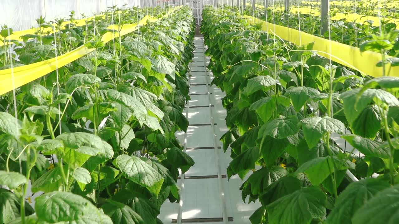 Rows of healthy cucumber plants with large green leaves thrive in a controlled greenhouse environment under diffused natural light, supported by vertical strings.