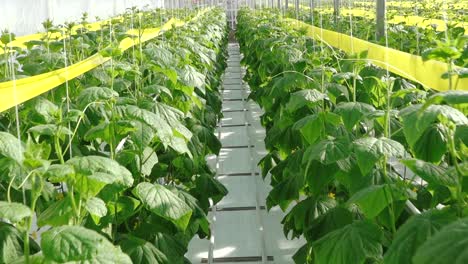rows of healthy cucumber plants with large green leaves thrive in a controlled greenhouse environment under diffused natural light, supported by vertical strings.