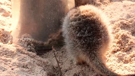 meerkat digging near a structure in sandy enclosure