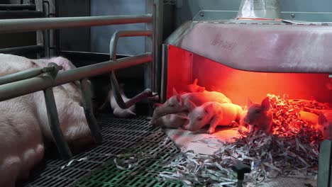baby piglets resting under warming lamp near mother