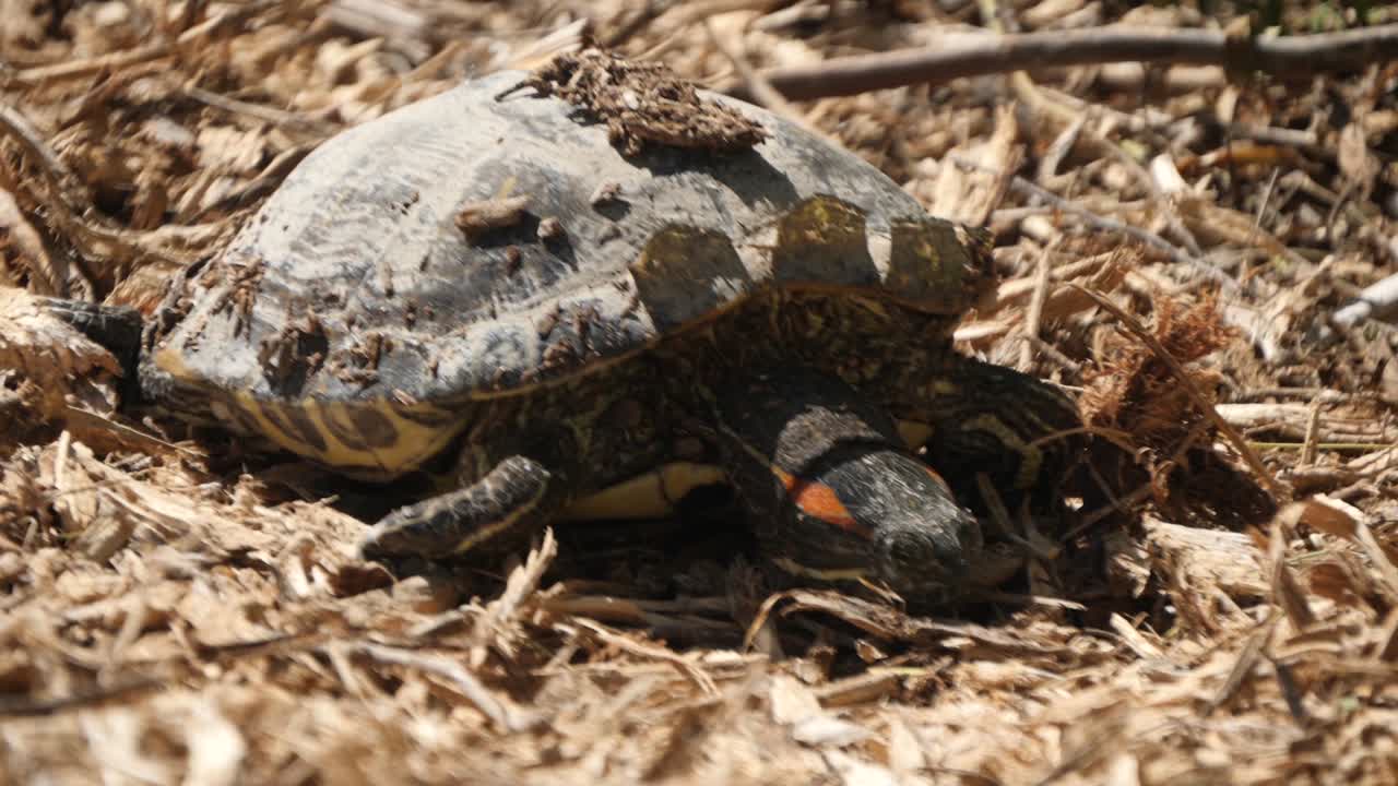 Close up of red-eared slider turtle on dry mulch on a sunny day