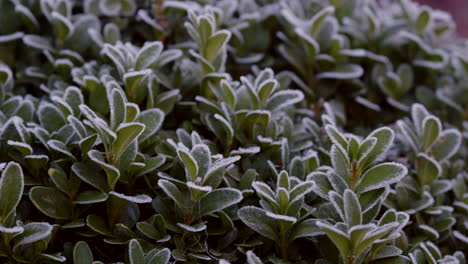 pan de buxus bush cubierto de escarcha ms