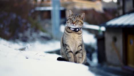 Adorable-and-pretty-cat-is-observing-its-surroundings-with-its-curious-green-eyes-and-grey-fur,-close-up-with-background-blur-in-the-snow-in-winter