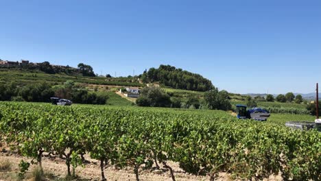 timelpase of two grape harvesters working in a vineyard