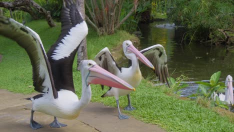 two australian pelicans standing on the grass in zoo preparing to take off