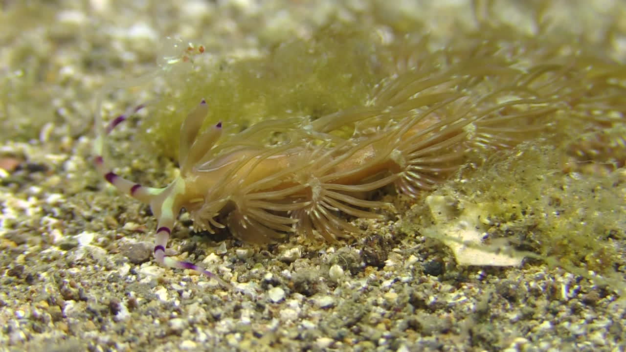 la versione giallo-brunastra del nudibranco pteraeolidia ianthina striscia lentamente sul fondo sabbioso, ben mimetizzata in mezzo alle alghe