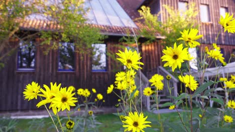 blooming sunflowers in the garden yard of countryside village