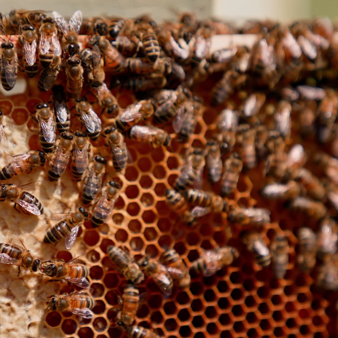 Honeycomb with bee bread. Bees pack organic honey on a honeycomb. Medicinal properties of bee bread. Busy bees working on a frame. Close-up