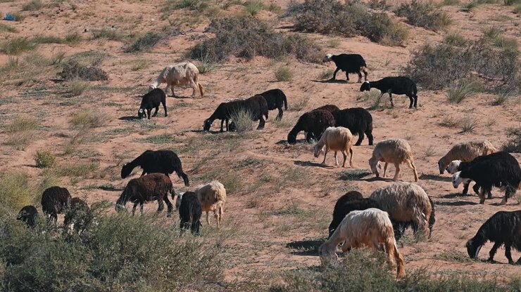 Pecore Najdi, originarie della regione del Najd nella penisola arabica, pascolano nel deserto
