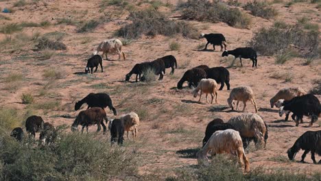 las ovejas najdi, nativas de la región de najd de la península arábiga, pastan en el desierto