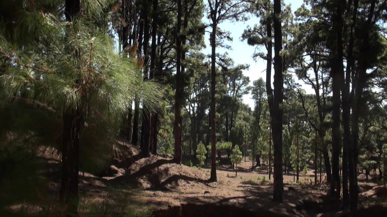 Paesaggio di pineta