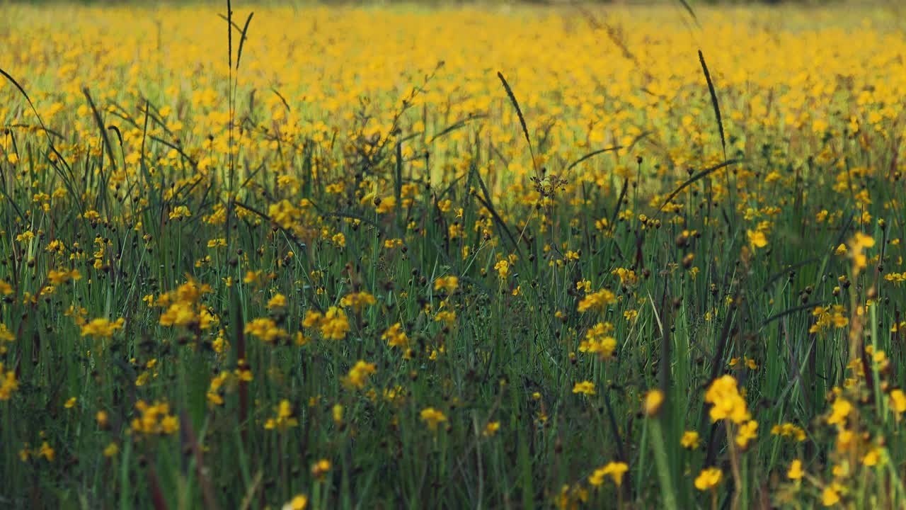 Close Shot of Yellow Flower Field