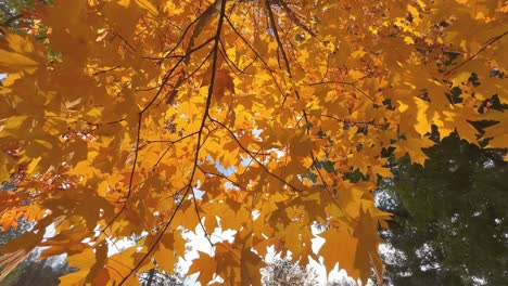 Bottom-up-view-of-golden-branches-of-maple-leaves-during-fall